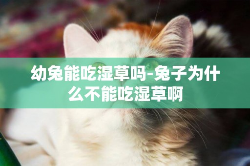 幼兔能吃濕草嗎-兔子為什么不能吃濕草啊