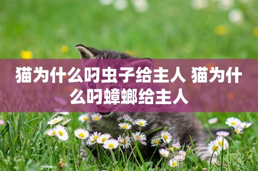 貓為什么叼蟲子給主人 貓為什么叼蟑螂給主人