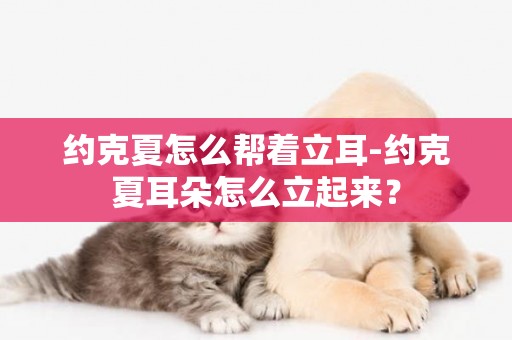 約克夏怎么幫著立耳-約克夏耳朵怎么立起來？