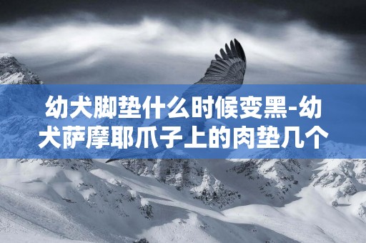 幼犬腳墊什么時候變黑-幼犬薩摩耶爪子上的肉墊幾個月可以完全變黑，還有打育苗問題？