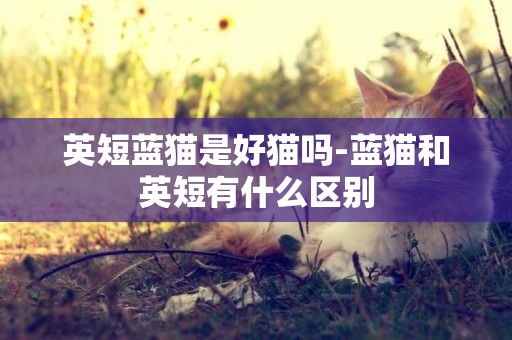 英短藍貓是好貓嗎-藍貓和英短有什么區別