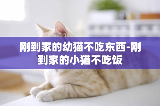 剛到家的幼貓不吃東西-剛到家的小貓不吃飯