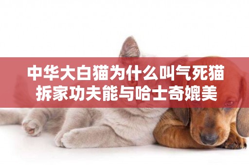 中華大白貓為什么叫氣死貓 拆家功夫能與哈士奇媲美