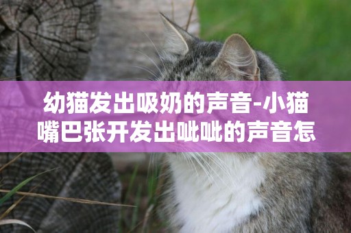 幼貓發出吸奶的聲音-小貓嘴巴張開發出呲呲的聲音怎么回事