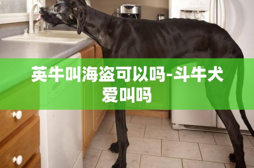 英牛叫海盜可以嗎-斗牛犬愛叫嗎