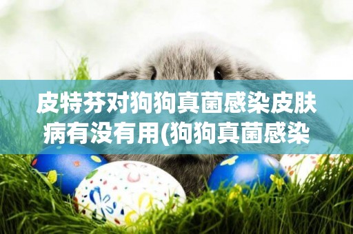 皮特芬對狗狗真菌感染皮膚病有沒有用(狗狗真菌感染的原因) 
