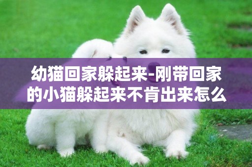 幼貓回家躲起來-剛帶回家的小貓躲起來不肯出來怎么辦