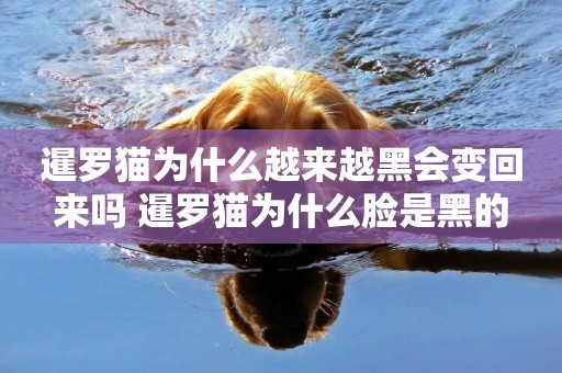 暹羅貓為什么越來越黑會變回來嗎 暹羅貓為什么臉是黑的