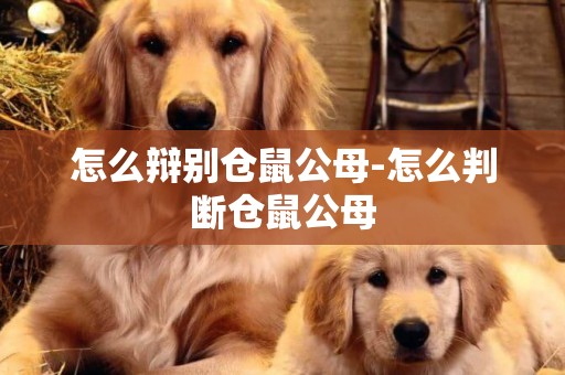 怎么辯別倉鼠公母-怎么判斷倉鼠公母