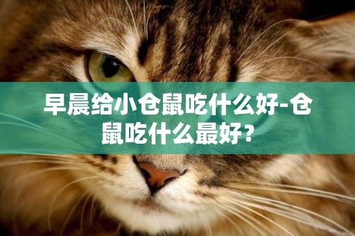 早晨給小倉鼠吃什么好-倉鼠吃什么最好？