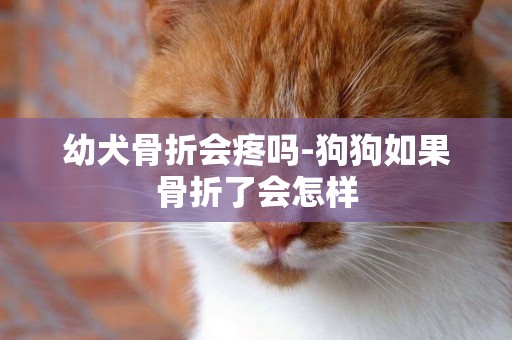 幼犬骨折會疼嗎-狗狗如果骨折了會怎樣