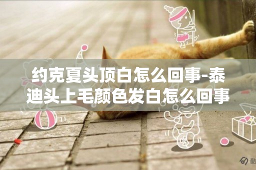 約克夏頭頂白怎么回事-泰迪頭上毛顏色發白怎么回事