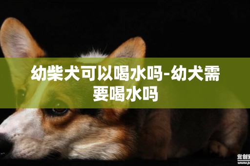 幼柴犬可以喝水嗎-幼犬需要喝水嗎
