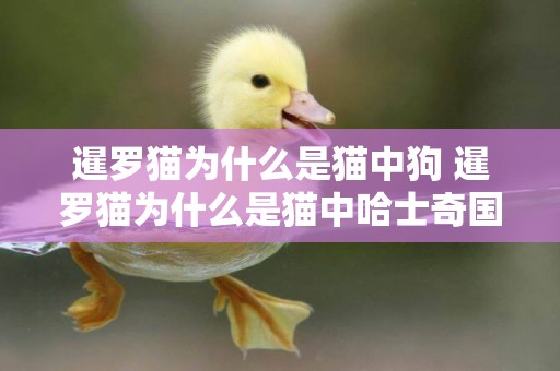 暹羅貓為什么是貓中狗 暹羅貓為什么是貓中哈士奇國中土耳