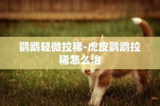 鸚鵡輕微拉稀-虎皮鸚鵡拉稀怎么治