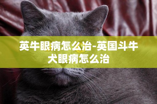 英牛眼病怎么冶-英國斗牛犬眼病怎么治