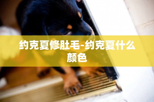約克夏修肚毛-約克夏什么顏色