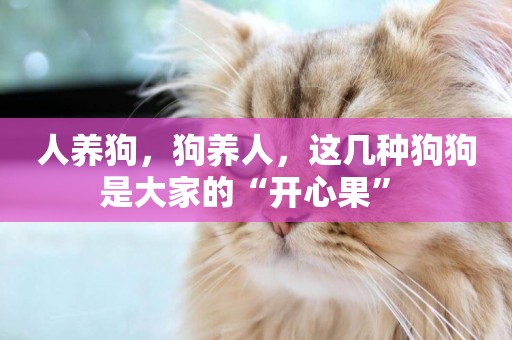 人養狗，狗養人，這幾種狗狗是大家的“開心果” 