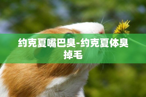 約克夏嘴巴臭-約克夏體臭掉毛