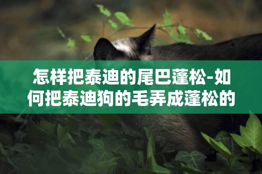 怎樣把泰迪的尾巴蓬松-如何把泰迪狗的毛弄成蓬松的樣子