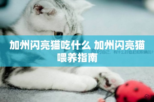 加州閃亮貓吃什么 加州閃亮貓喂養指南