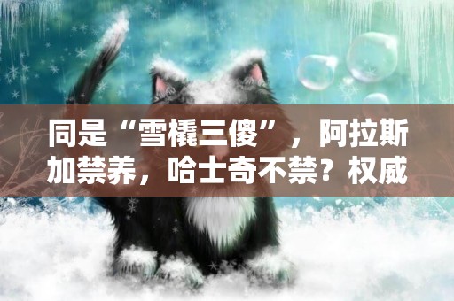 同是“雪橇三傻”，阿拉斯加禁養，哈士奇不禁？權威解答→ 