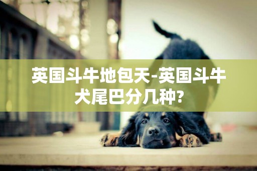 英國斗牛地包天-英國斗牛犬尾巴分幾種?