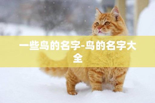 一些鳥的名字-鳥的名字大全