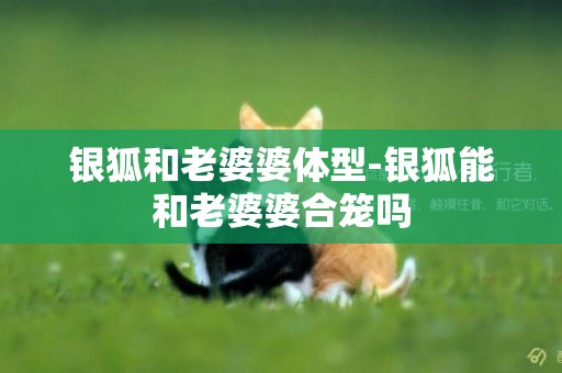 銀狐和老婆婆體型-銀狐能和老婆婆合籠嗎
