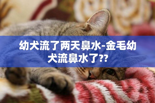 幼犬流了兩天鼻水-金毛幼犬流鼻水了??