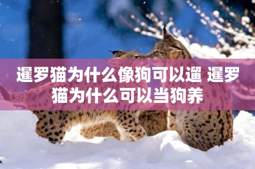 暹羅貓為什么像狗可以遛 暹羅貓為什么可以當狗養