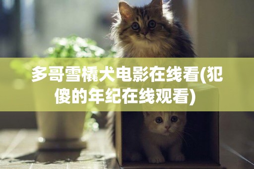 多哥雪橇犬電影在線看(犯傻的年紀在線觀看) 