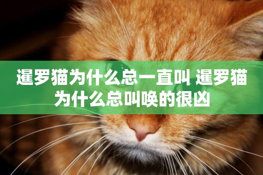 暹羅貓為什么總一直叫 暹羅貓為什么總叫喚的很兇