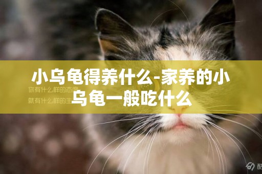 小烏龜得養什么-家養的小烏龜一般吃什么