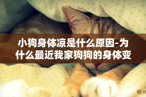 小狗身體涼是什么原因-為什么最近我家狗狗的身體變的涼涼的.