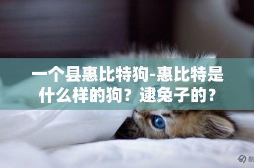 一個縣惠比特狗-惠比特是什么樣的狗？逮兔子的？