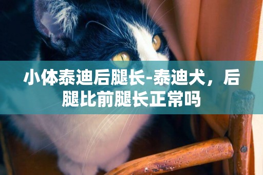 小體泰迪后腿長-泰迪犬，后腿比前腿長正常嗎