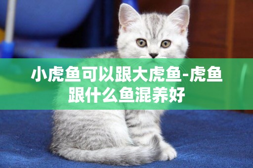小虎魚可以跟大虎魚-虎魚跟什么魚混養好