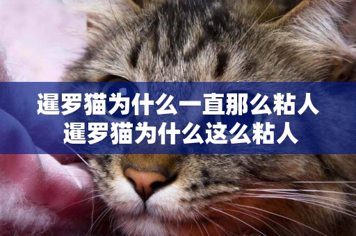 暹羅貓為什么一直那么粘人 暹羅貓為什么這么粘人