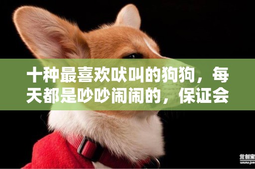 十種最喜歡吠叫的狗狗，每天都是吵吵鬧鬧的，保證會被鄰居投訴 