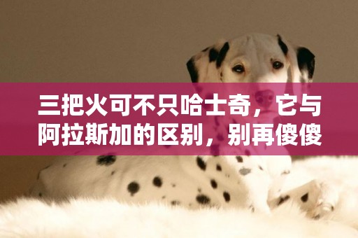 三把火可不只哈士奇，它與阿拉斯加的區別，別再傻傻分不清啦 