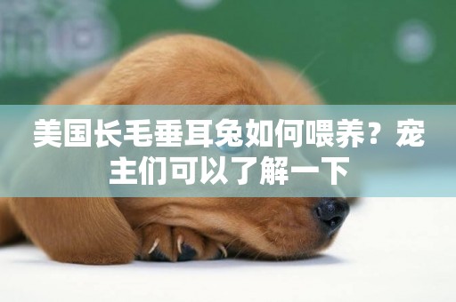 美國長毛垂耳兔如何喂養？寵主們可以了解一下