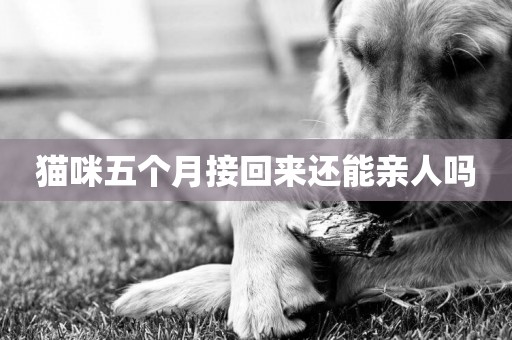貓咪五個月接回來還能親人嗎