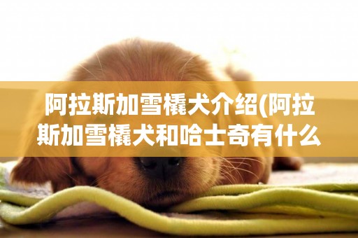 阿拉斯加雪橇犬介紹(阿拉斯加雪橇犬和哈士奇有什么區別) 