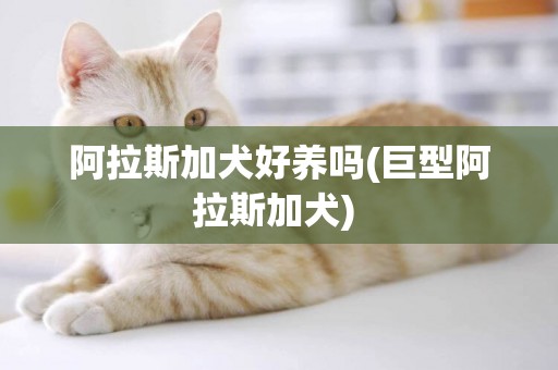 阿拉斯加犬好養嗎(巨型阿拉斯加犬) 