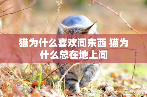 貓為什么喜歡聞東西 貓為什么總在地上聞