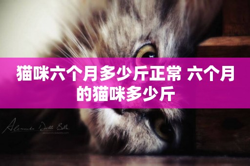 貓咪六個月多少斤正常 六個月的貓咪多少斤
