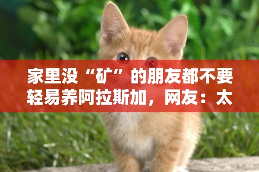 家里沒“礦”的朋友都不要輕易養阿拉斯加，網友：太敗家了 