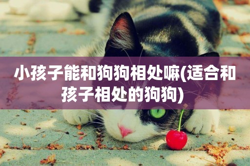 小孩子能和狗狗相處嘛(適合和孩子相處的狗狗) 
