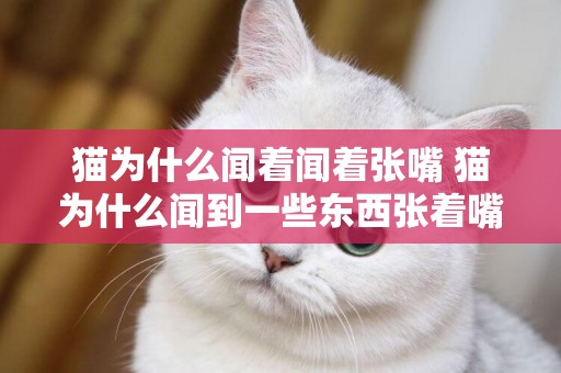 貓為什么聞著聞著張嘴 貓為什么聞到一些東西張著嘴
